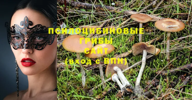 Псилоцибиновые грибы Cubensis  цены   Красный Кут 